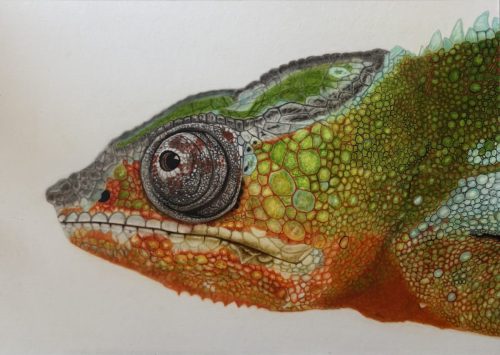 Chameleon